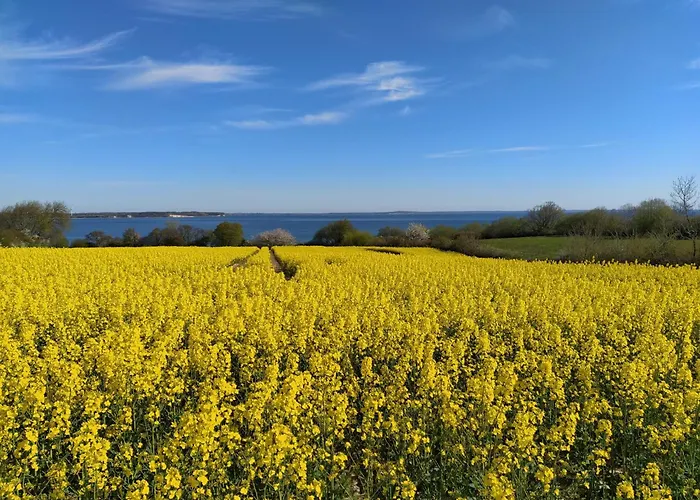 Strandlaeufer * Westerholz